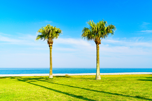 Mie Prefecture, Japan coastline at Shichirigahama and palm tree