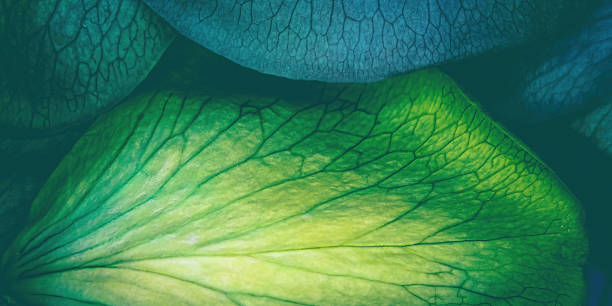 veias de pétalas de rosas verdes e azuis - leaf vein leaf plant macro - fotografias e filmes do acervo