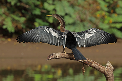 Anhinga (Anhinga anhinga leucogaster) adult female perched on dead branch with wings spread\