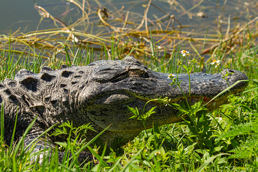 Alligator at the Wakodahatchee Wetlands in Delray Beach, Florida.