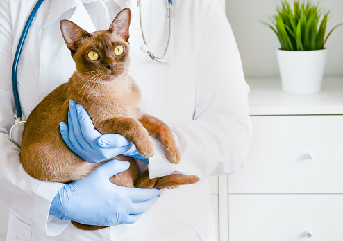 Banner veterinarian in veterinary clinic with brown chocolate Burma kitten. Cat in veterinary arms in medical animal clinic. animal insurance and lab diagnostics background with copyspace for text.