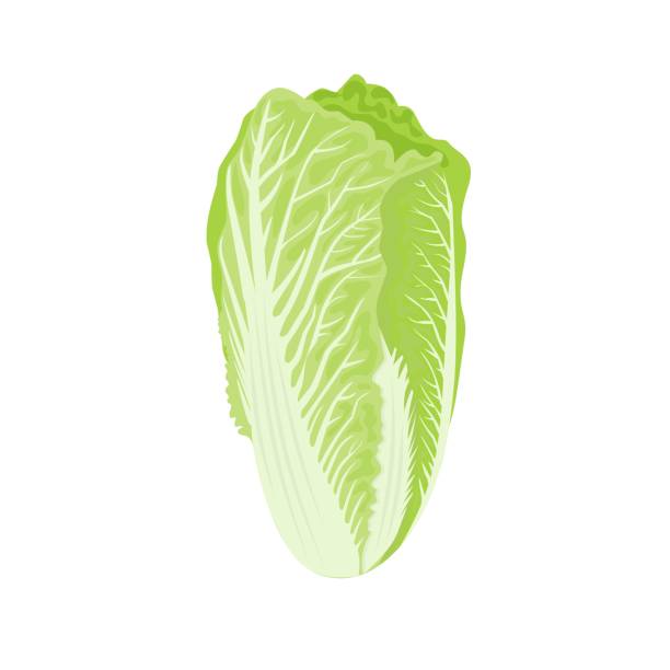 ilustrações de stock, clip art, desenhos animados e ícones de vector illustration, chinese cabbage, isolated on white background. - brassica rapa chinensis