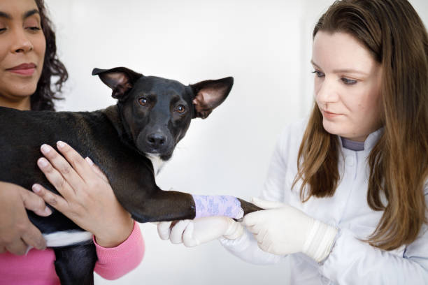 Pet check-up routine