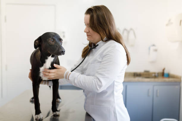 雌獣医聴診犬の心臓 - pets dog office vet ストッ��クフォトと画像