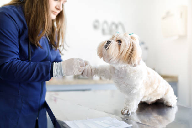 istock Dog looking at vet while she collects it's skin sample for examination 1400238195