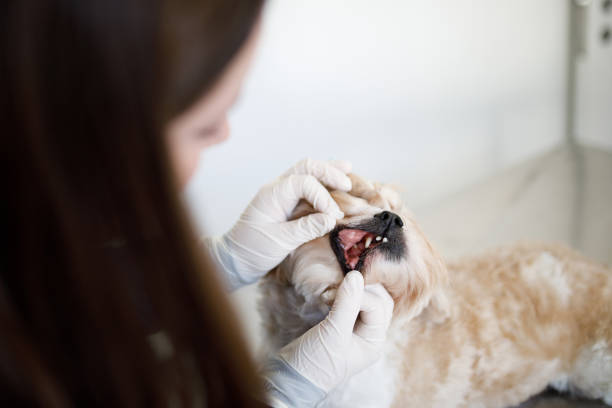 istock Dog having it's teeth checked by the veterinary 1400238240