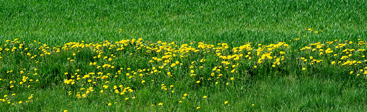 Yellow dandelions along the green young grass.