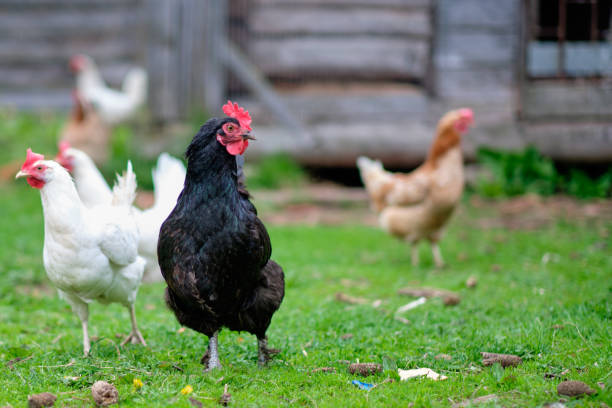 istock Black cock and free-range chickens on a private farm 1400238601