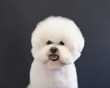 Portrait of a Bichon Frise dog in close-up on a dark background.