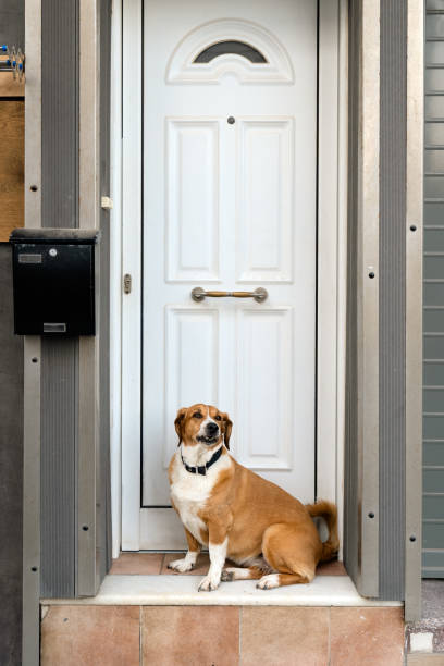 istock Dog sitting by outside door. 1400239589