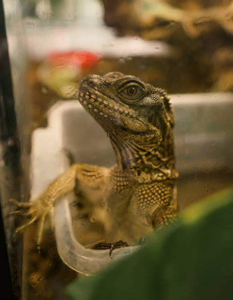istock Reptile in aquarium 1400239598