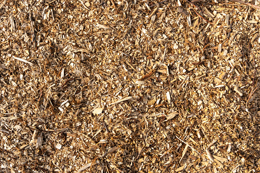 Wood Chips. Natural wood sawdust background. sawdust background close-up, wood sawdust texture. Mulch wood bark material