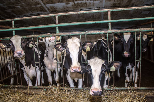 A close-up photo of a young white cow with black spots. The topic of animal husbandry, animal care and agriculture
