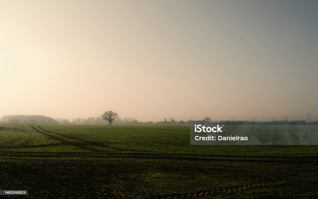 Sunrise over ploughed field with flock of geese feeding on a misty morning in Beverley, UK. Sunrise over a ploughed field with tractor tracks  and and geese feeding and a tree on the horizon on a colorful, misty morning as viewd from Minster Way in Beverley, Yorkshire, UK. grass, Agricultural Field Stock Photo