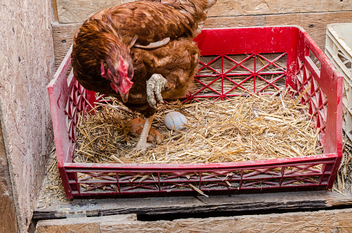 Hen looking after three eggs in plastic bin with straws within the chicken coop
