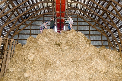 Four girls and boys on huge hay stack in barn