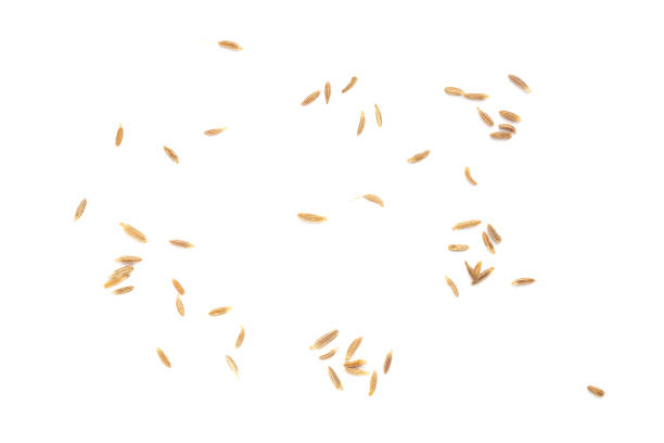 istock Spice cumin (jeera) in bunch on white isolated. Close up. Flat lay. 1400240783