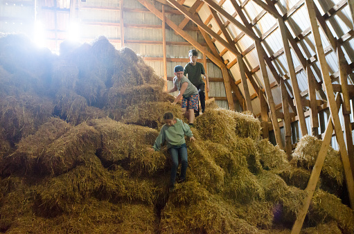 Kids going down from huge hay stack in barn
