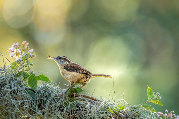 Early Bird Gets the Worm The Carolina wren is a common species of wren that is a resident in the eastern half of the United States of America, the extreme south of Ontario, Canada, and the extreme northeast of Mexico.  Listen for the male's loud, piercing teakettle-teakettle song emanating from woody or thickly vegetated areas within the wren's range. the early bird catches the worm stock pictures, royalty-free photos & images