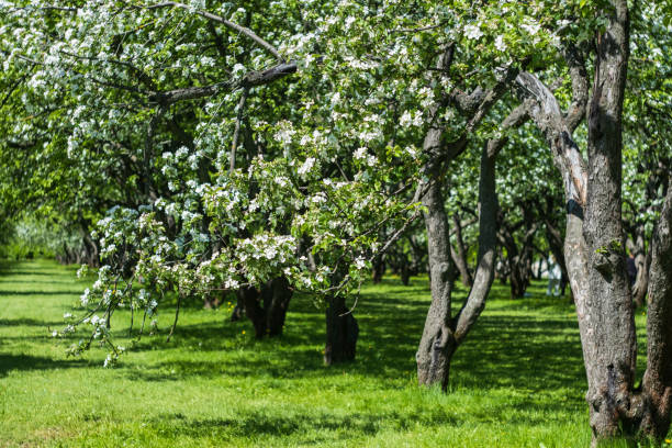 istock blooming apple trees in spring in the garden 1400242122