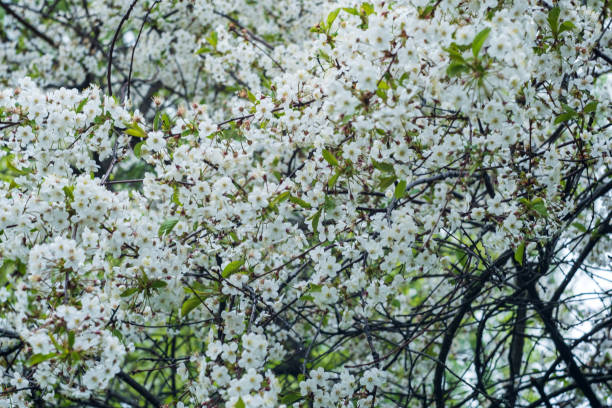 istock white flowers of cherry blossoms on tree branches 1400242150