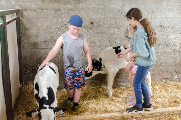 istock Kids stroking a  calf 1400242163