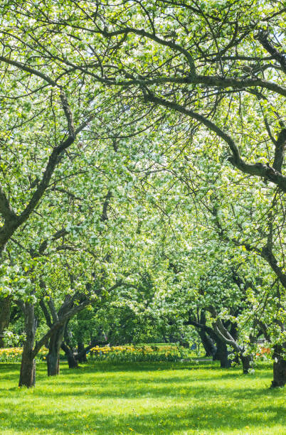 istock blooming apple trees in spring in the garden 1400242616