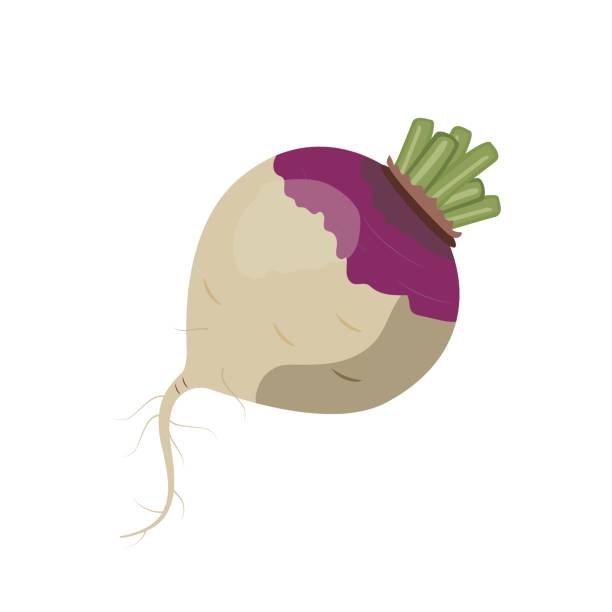 ilustraciones, imágenes clip art, dibujos animados e iconos de stock de nabo rosa, ilustración vectorial de estilo plano aislada sobre fondo blanco - rutabaga