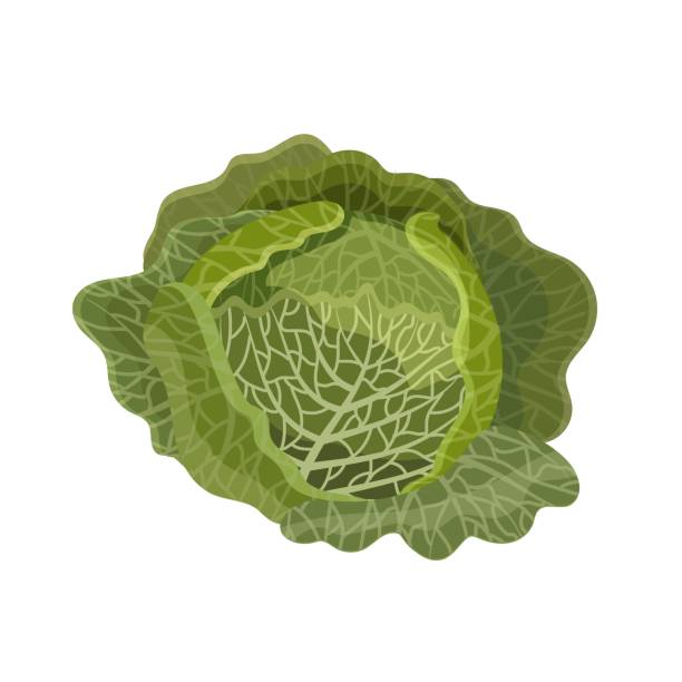 ilustrações de stock, clip art, desenhos animados e ícones de savoy cabbage head, flat style vector illustration isolated on white background - head cabbage