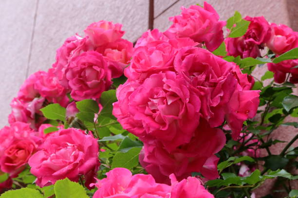 istock Roses from Saitama Prefecture, Japan 1400244426