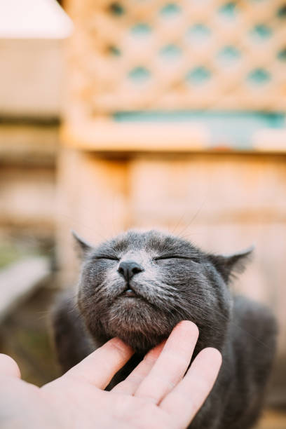 istock Close-Up Of Hand Stroking Cat 1400245521
