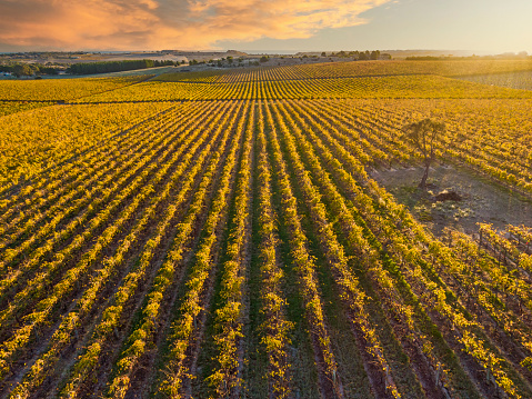 Aerial view of autumn colours in vineyard on rolling landscape with sunburst & sky replacement. A single tree remains in a cleared space in the vines with the backlit sunbeams from late afternoon sun illuminating it. Coastline and ocean in the background, sunset on clouds