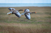 two greylag geese approaching their feeding place on the meadows of Juist island