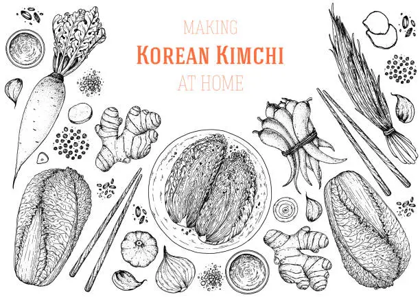 Vector illustration of Kimchi cooking and ingredients for kimchi, sketch illustration. Korean cuisine frame. Healthy food, design elements. Hand drawn, package design. Asian food