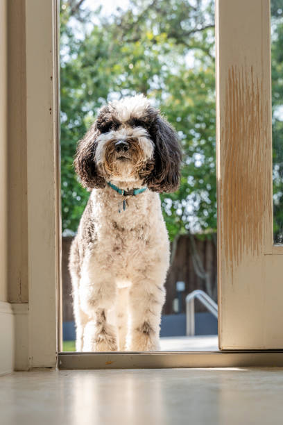 istock Old English Sheepdog at open door 1400248672