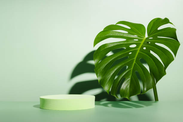 istock Geometric podium with monstera leaf and harsh shadows 1400249945