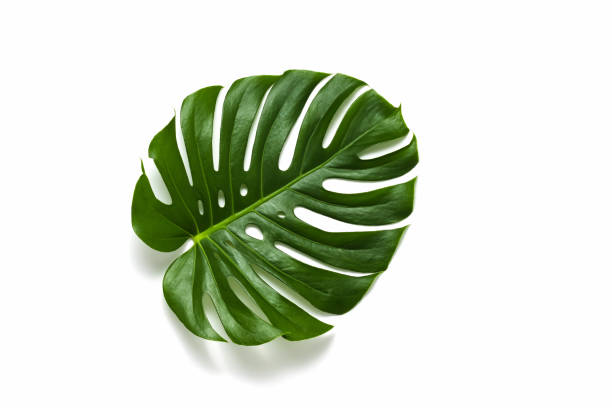 istock Green monstera tropical leaf on white background 1400250218