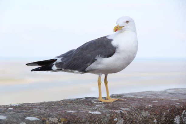 돌담에 걸려 있는 갈매기 - herring gull 뉴스 사진 이미지