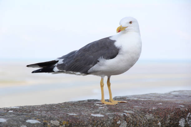 чайка, покоящаяся на каменной стене - herring gull стоковые фото и изображения