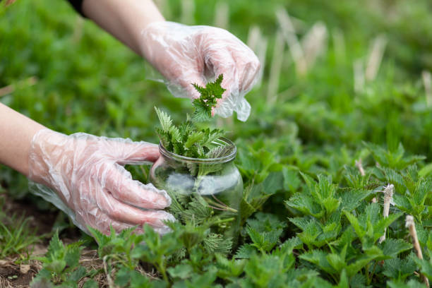 pokrzywa na jedzenie. młode dzikie jadalne zioło. - stinging nettle herb herbal medicine leaf zdjęcia i obrazy z banku zdjęć