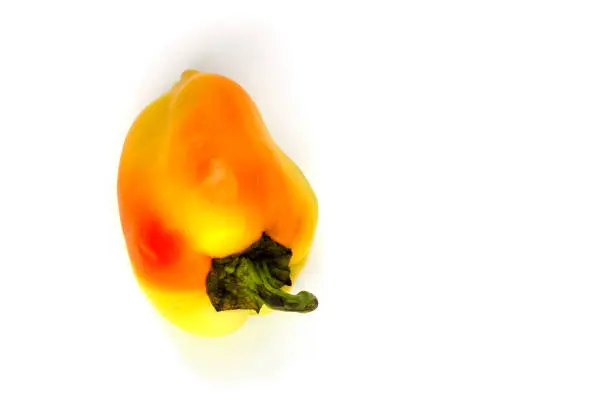 Yellow bell pepper isolated ob white background. Copy space for text