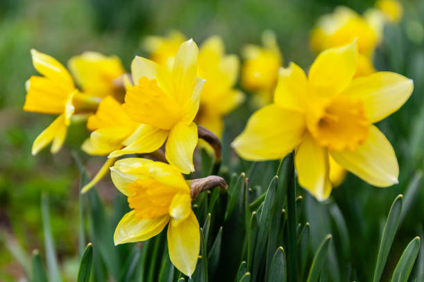 istock Yellow daffodils in the grass, beautiful flowers. 1400251404