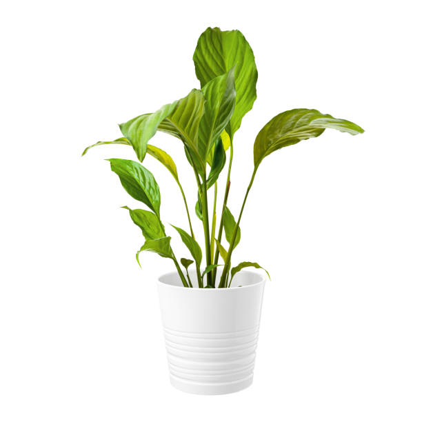 istock Houseplant isolated on white background. Home decor. 1400251503