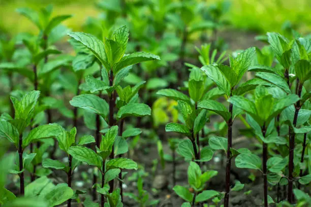 Fresh leaves green mint. Plant grow background