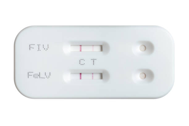 zestaw testowy na obecność wirusa białaczki kotów i wirusa niedoboru odporności z wynikiem pozytywnym na białym tle - immunodeficiency zdjęcia i obrazy z banku zdjęć