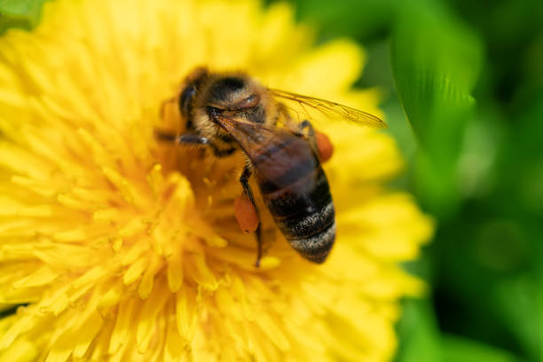 Beautiful bee with pollen on a flower in yellow is very close,
