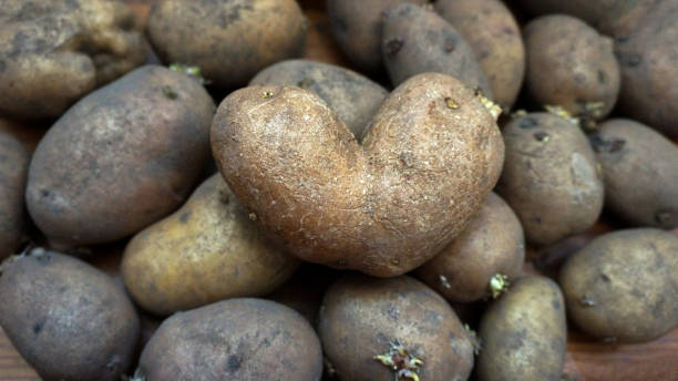 miłość do wyjątkowości. - heart shape raw potato food individuality zdjęcia i obrazy z banku zdjęć