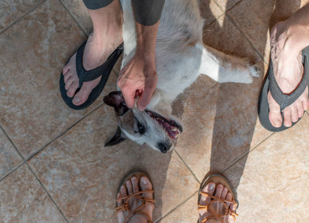 istock Couple have fun with dog 1400253702