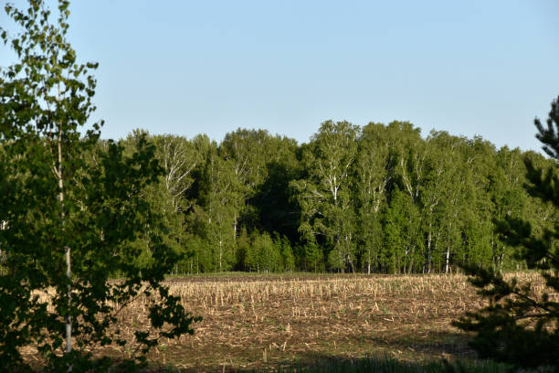 istock Agricultural field and forest against the sky 1400253754