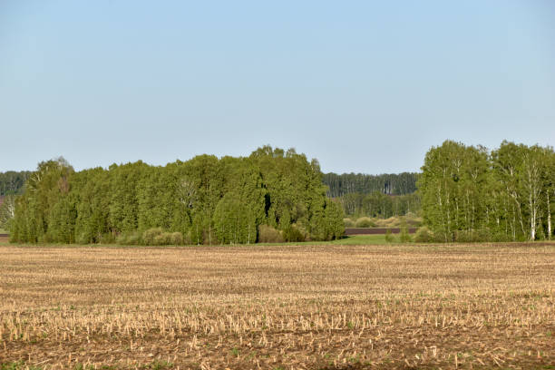 istock Agricultural field and forest against the sky 1400253801